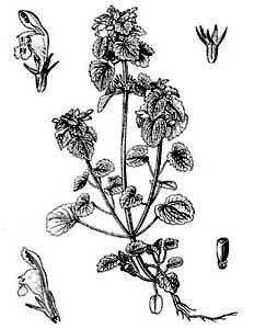 Lamiaceae Lamium purpureum L. 