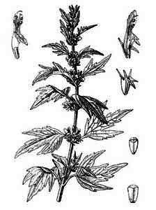 Lamiaceae Leonurus quinquelobatus Gilib. 