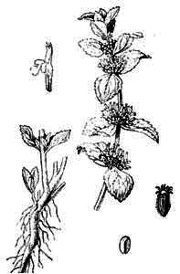 Marrubium vulgare L. 