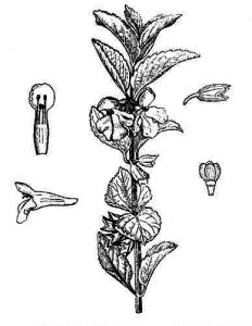 Lamiaceae Melittis sarmatica Klokov 