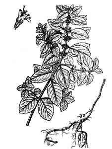 Lamiaceae Mentha arvensis L. 