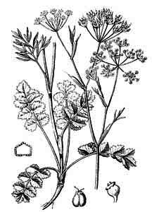 Apiaceae Pimpinella saxifraga L. 