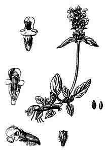 Lamiaceae Prunella vulgaris L. 