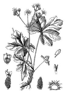 Apiaceae Sanicula europaea L. 