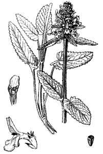Lamiaceae Stachys officinalis (L.) Trevis. 
