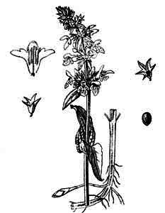 Lamiaceae Stachys palustris L. 