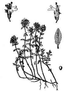 Thymus serpyllum L. 