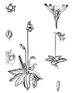 Lentibulariaceae Pinguicula vulgaris L. 