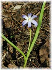 Hyacinthaceae Chionodoxa luciliae Boiss. 