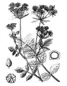 Apiaceae Siella erecta (Huds.) M. Pimenov 