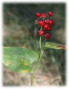 Convallariaceae Maianthemum bifolium (L.) F.W. Schmidt 