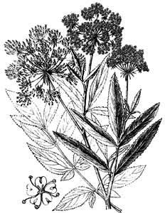 Apiaceae Sium latifolium L. 