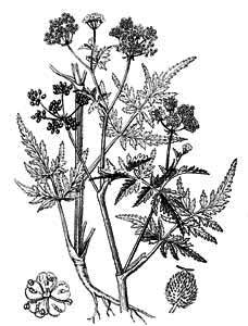 Apiaceae Torilis japonica (Houtt.) DC. 
