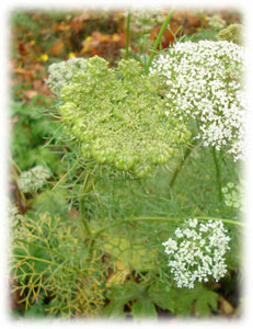 Apiaceae Visnaga daucoides Gaertn. 