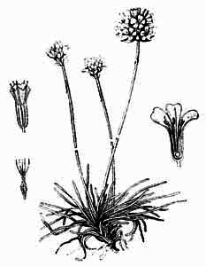 Armeria vulgaris Willd. 
