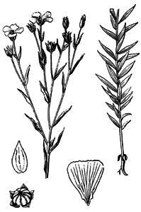 Linaceae Linum usitatissimum L. 