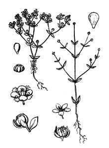 Linaceae Radiola linoides Roth 