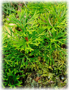 Lycopodiaceae Diphasiastrum complanatum (L.) Holub 