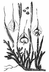 Lycopodiaceae Lycopodium clavatum L. 
