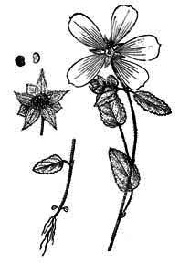 Malvaceae Malope trifida Cav. 