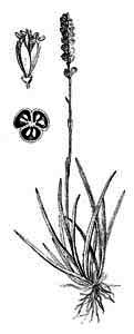 Melanthiaceae Tofieldia calyculata (L.) Wahlenb. 