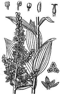 Melanthiaceae Veratrum lobelianum Bernh. 
