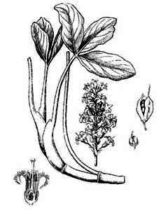 Menyanthaceae Menyanthes trifoliata L. 