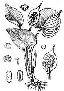 Araceae Calla palustris L. 