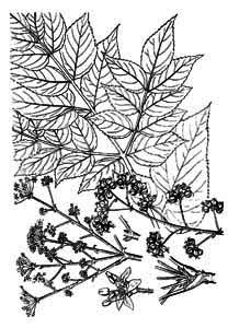 Araliaceae Aralia mandshurica Rupr. et Maxim. 