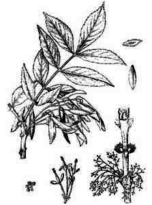 Oleaceae Fraxinus excelsior L. 
