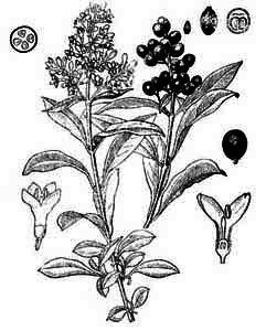 Oleaceae Ligustrum vulgare L. 