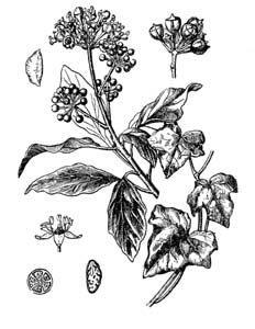 Araliaceae Hedera helix L. 