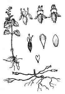 Onagraceae Circaea alpina L. 