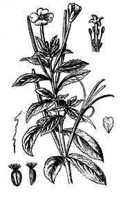 Onagraceae Epilobium hirsutum L. 