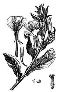 Onagraceae Oenothera biennis L. 
