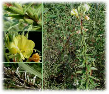 Onagraceae Oenothera rubricaulis Klebahn 