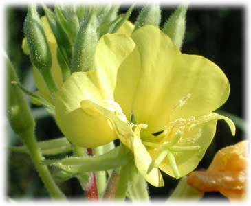 Onagraceae Oenothera rubricaulis Klebahn 