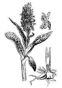 Orchidaceae Dactylorhiza maculata (L.) Soo 