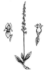 Orchidaceae Hammarbya paludosa (L.) Kuntze 