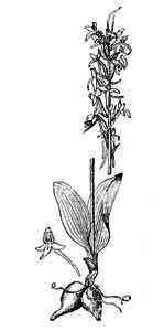 Orchidaceae Platanthera bifolia (L.) Rich. 