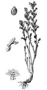 Orobanchaceae Orobanche ramosa L. 
