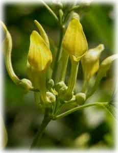 Aristolochia clematitis L. 