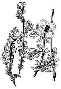 Papaveraceae Glaucium corniculatum (L.) J. Rudolph 