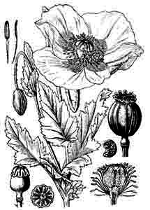 Papaveraceae Papaver somniferum L. 