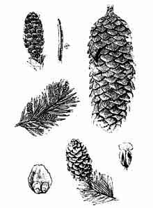 Pinaceae Picea abies (L.) Karsten 
