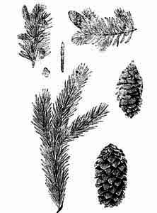 Pinaceae Picea glauca (Moench) Voss 