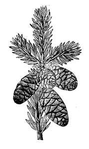 Pinaceae Picea omorika (Pancic) Purkyne 