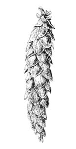 Pinaceae Pinus strobus L. 