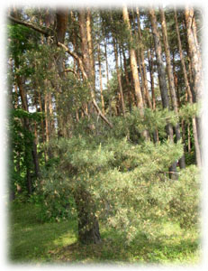 Pinaceae Pinus sylvestris L. 