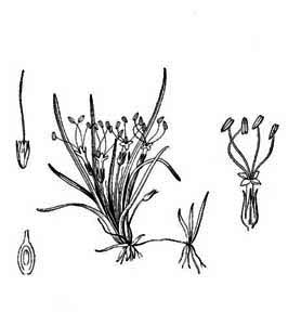 Plantaginaceae Littorella uniflora (L.) Aschers. 